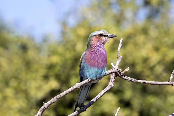 Rolo de peito lilás, Coracias caudata, Chobe National Park, Botsuana — Fotografia de Stock