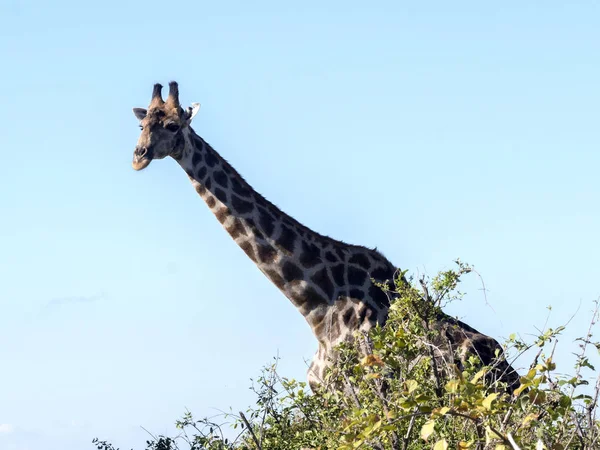 South African żyrafa grupy, Giraffa giraffa giraffa, Chobe Narodowy Park, Botswana — Zdjęcie stockowe