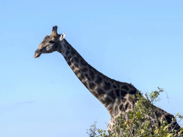 South African żyrafa grupy, Giraffa giraffa giraffa, Chobe Narodowy Park, Botswana — Zdjęcie stockowe