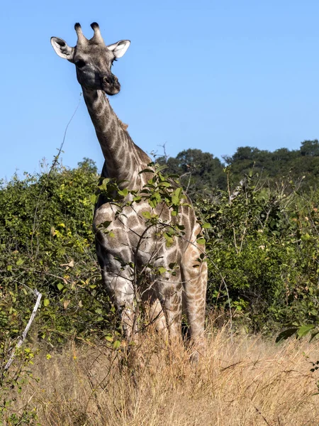 Güney Afrika zürafa Grup, zürafa zürafa zürafa, Chobe Ulusal Parkı, Botsvana — Stok fotoğraf