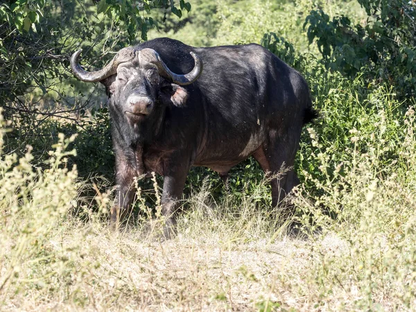 博茨瓦纳丘比国家公园 Syncerus caffer 非洲水牛 — 图库照片