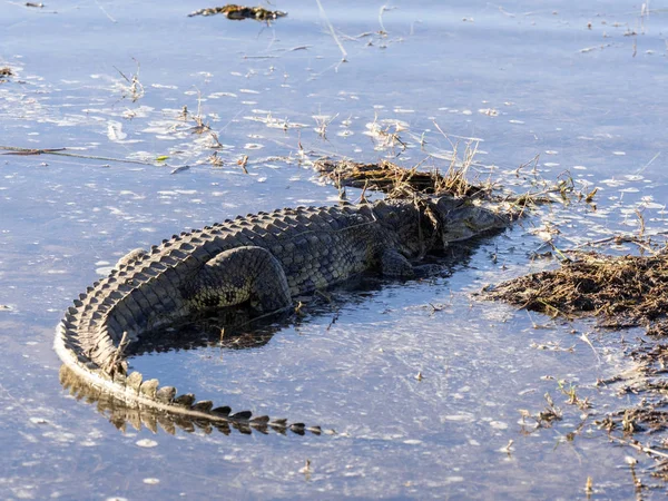 博茨瓦纳丘比国家公园尼罗河鳄鱼鳄罗非鱼 — 图库照片