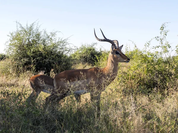 Hombre de Impala, Aepyceros melampus, Chobe National Park, Botswana —  Fotos de Stock