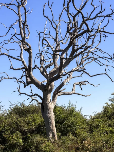 Όμορφο Δέντρο Χωρίς Φύλλα Εθνικού Πάρκου Chobe Μποτσουάνα — Φωτογραφία Αρχείου