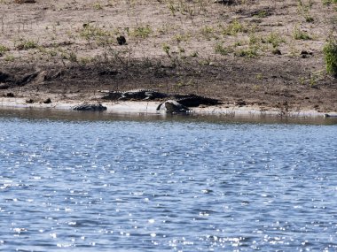 Nil timsahı, Crocodylus niloticus, Chobe Ulusal Parkı, Botsvana