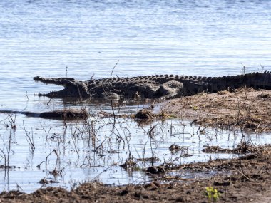 Nil timsahı, Crocodylus niloticus, Chobe Ulusal Parkı, Botsvana