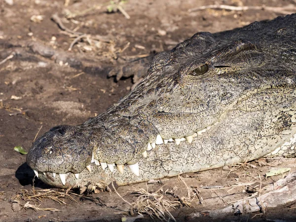 Πορτρέτο Του Νείλου Κροκοδείλια Crocodylus Niloticus Εθνικού Πάρκου Chobe Μποτσουάνα — Φωτογραφία Αρχείου