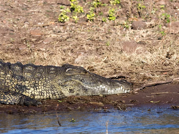 Crocodylus Niloticus Chobe 보츠와나의 초상화 — 스톡 사진