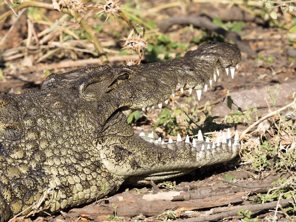 Portret Krokodyl Nilowy Crocodylus Niloticus Chobe Narodowy Park Botswana — Zdjęcie stockowe