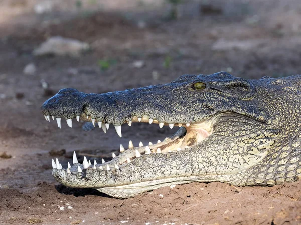 Πορτρέτο Του Νείλου Κροκοδείλια Crocodylus Niloticus Εθνικού Πάρκου Chobe Μποτσουάνα — Φωτογραφία Αρχείου