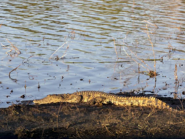 Crocodylus Niloticus Chobe 보츠와나 — 스톡 사진