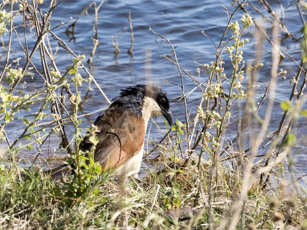 Senegal Coucal Centropus Senegalensis Auf Der Suche Nach Flussnahrung Chobe — Stockfoto