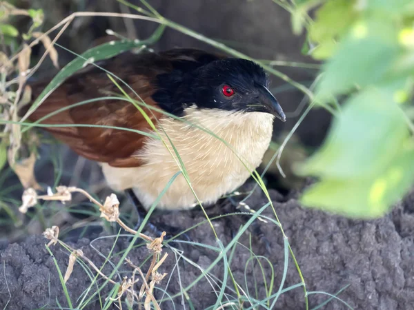 Senegal Coucal Centropus Senegalensis Auf Der Suche Nach Flussnahrung Chobe — Stockfoto