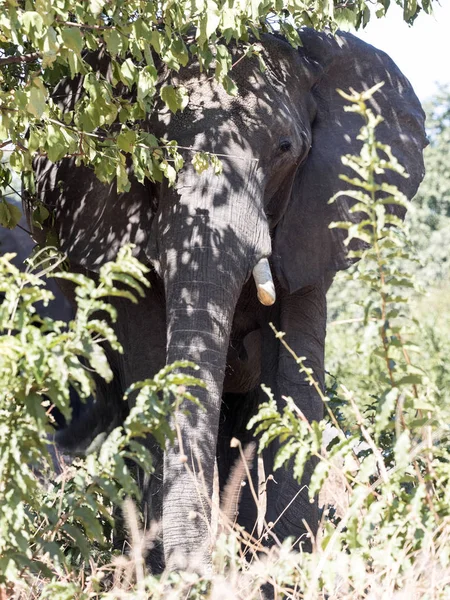 Afrikanischer Elefant Loxodonta Africana Versteckt Der Vegetation Chobe Nationalpark Botswana — Stockfoto