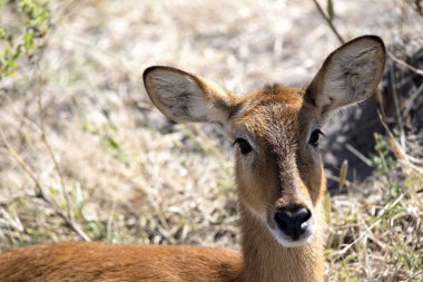 Impala, Aepyceros melampus, Chobe Ulusal Parkı, Botsvana portresi