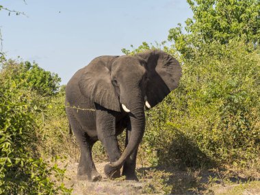 Afrika fili, Bush Chobe Ulusal Parkı, Botsvana Loxodonta africana