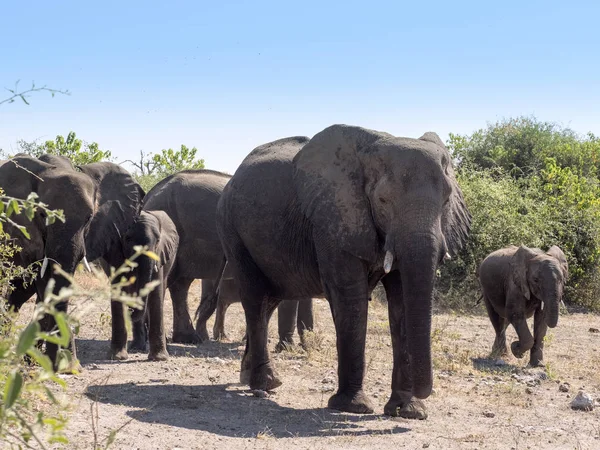 Θηλυκό Africana Loxodonta Αφρικανικός Ελέφαντας Τους Νέους Για Εθνικό Πάρκο — Φωτογραφία Αρχείου