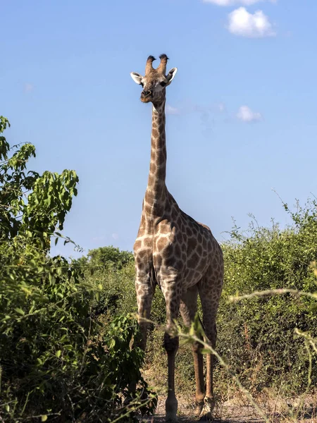 South African Żyrafa Giraffa Giraffa Giraffa Chobe Narodowy Park Botswana — Zdjęcie stockowe