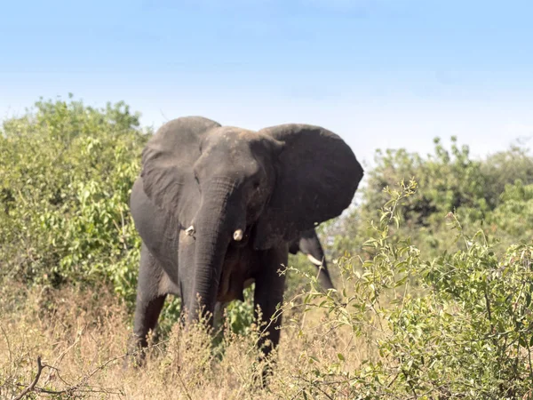 Elefante Africano Loxodonta Africana Parque Nacional Chobe Botsuana — Fotografia de Stock