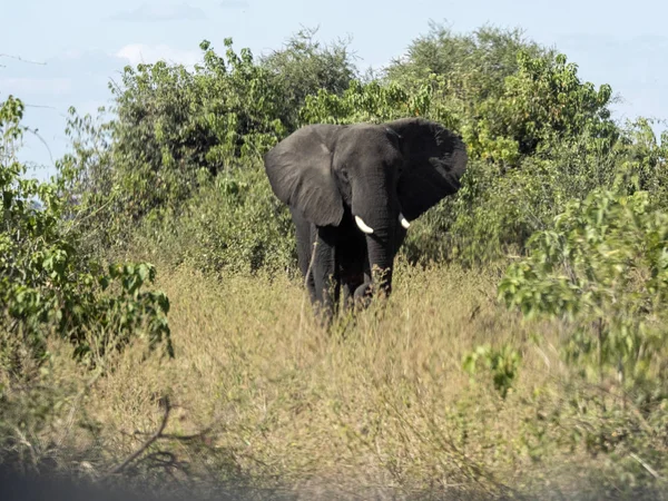 Αφρικανικός Ελέφαντας Africana Loxodonta Θάμνο Εθνικού Πάρκου Chobe Μποτσουάνα — Φωτογραφία Αρχείου