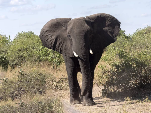 Θυμωμένος Africana Loxodonta Εθνικού Πάρκου Chobe Μποτσουάνα — Φωτογραφία Αρχείου