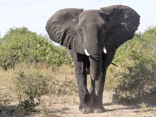 Θυμωμένος Africana Loxodonta Εθνικού Πάρκου Chobe Μποτσουάνα — Φωτογραφία Αρχείου