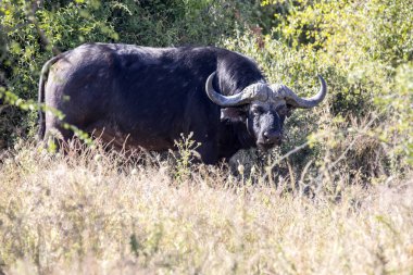Büyük buffalo boğa, Syncerus c.caffer, Chobe Ulusal Parkı, Botsvana