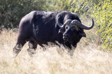Büyük buffalo boğa, Syncerus c.caffer, Chobe Ulusal Parkı, Botsvana