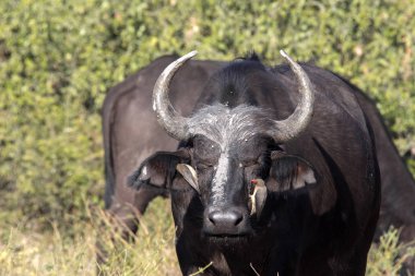 Kırmızı gagalı Oxpecker Buphagus erythrorhynchus, bakım Afrika Buffalo, Chobe Ulusal Parkı, Botsvana