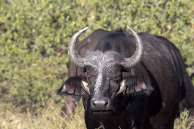 Kırmızı gagalı Oxpecker Buphagus erythrorhynchus, bakım Afrika Buffalo, Chobe Ulusal Parkı, Botsvana