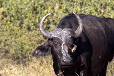 Kırmızı gagalı Oxpecker Buphagus erythrorhynchus, bakım Afrika Buffalo, Chobe Ulusal Parkı, Botsvana