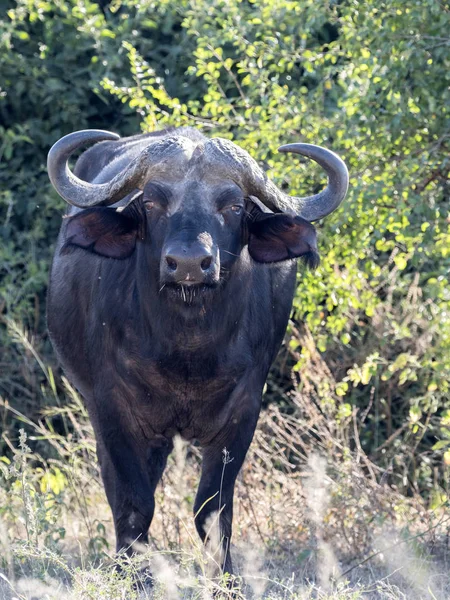 Großer Büffelbulle Syncerus Caffer Chobe Nationalpark Botswana — Stockfoto