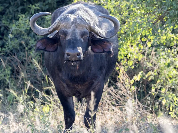 Grande Toro Bufalo Syncerus Caffer Chobe National Park Botswana — Foto Stock