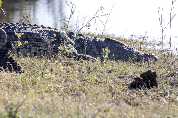 Crocodilo Nilo Grande Crocodylus Niloticus Parque Nacional Chobe Botsuana — Fotografia de Stock