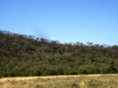 Bir manzara Kuzey Botsvana