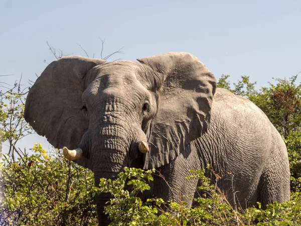 Γίγαντας Αφρικανικός Ελέφαντας Loxodonta Africana Εθνικού Πάρκου Chobe Μποτσουάνα — Φωτογραφία Αρχείου