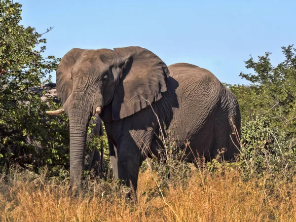 Γίγαντας Αφρικανικός Ελέφαντας Loxodonta Africana Εθνικού Πάρκου Chobe Μποτσουάνα — Φωτογραφία Αρχείου