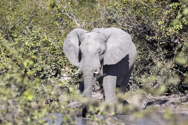 Γίγαντας Αφρικανικός Ελέφαντας Loxodonta Africana Εθνικού Πάρκου Chobe Μποτσουάνα — Φωτογραφία Αρχείου