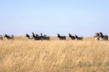 Damara zebra sürüsü, Equus burchelli antiquorum, Makgadikgadi Milli Parkı, Botswana'da uzun otların içinde