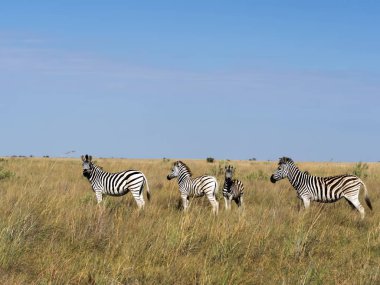 Damara zebra sürüsü, Equus burchelli antiquorum, Makgadikgadi Milli Parkı, Botswana'da uzun otların içinde