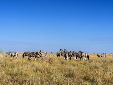 Damara zebra sürüsü, Equus burchelli antiquorum, Makgadikgadi Milli Parkı, Botswana'da uzun otların içinde