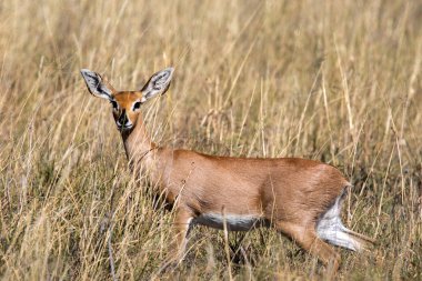Steenbok, Makgadikgadi Milli Parkı, Botswana'da uzun otların içinde Raphicerus campestris