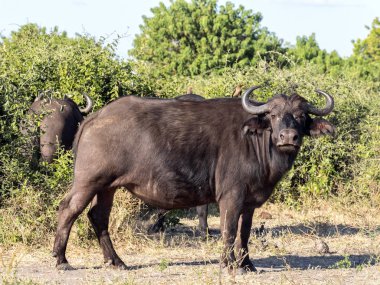 Afrika Buffalo, Syncerus c.caffer, Chobe Ulusal Parkı, Botsvana