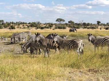Damara zebra sürüsü, Equus burchelli antiquorum, Boteti Nehri, Makgadikgadi Milli Parkı, Botsvana