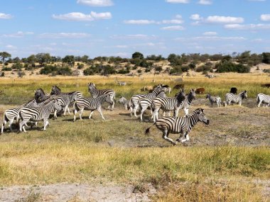 Damara zebra sürüsü, Equus burchelli antiquorum, Boteti Nehri, Makgadikgadi Milli Parkı, Botsvana