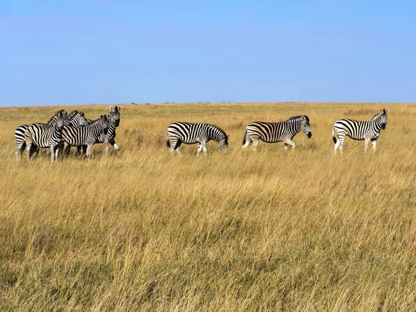 Mandria Damara Zebra Equus Burchelli Antiquorum Erba Alta Nel Parco — Foto Stock