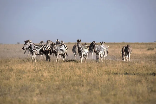 Alárió Zebra Csorda Equus Burchelli Antiquorumot Magas Fűben Makgadikgadi Nemzeti — Stock Fotó