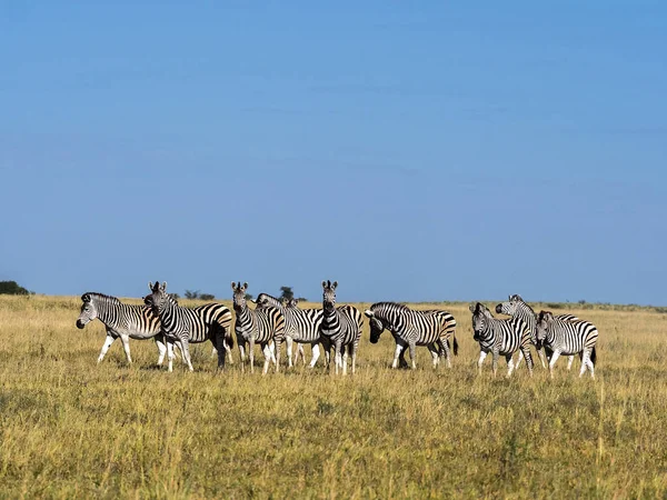 Alárió Zebra Csorda Equus Burchelli Antiquorumot Magas Fűben Makgadikgadi Nemzeti — Stock Fotó