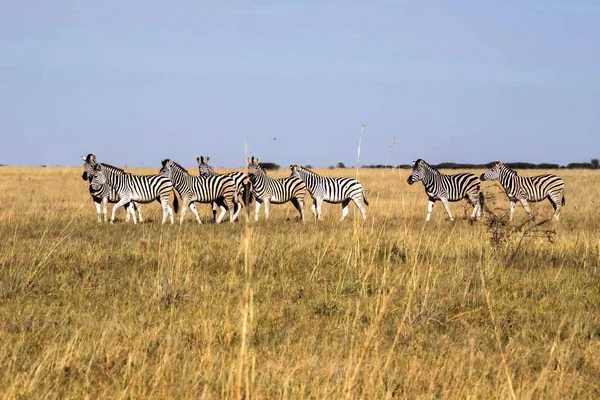 达马拉斑马群 Burchelli 安帝古伦 Makgadikgadi 国家公园的高大草丛中 博茨瓦纳 — 图库照片