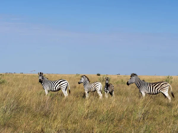 Damara Zebra Sürüsü Equus Burchelli Antiquorum Makgadikgadi Milli Parkı Botswana — Stok fotoğraf